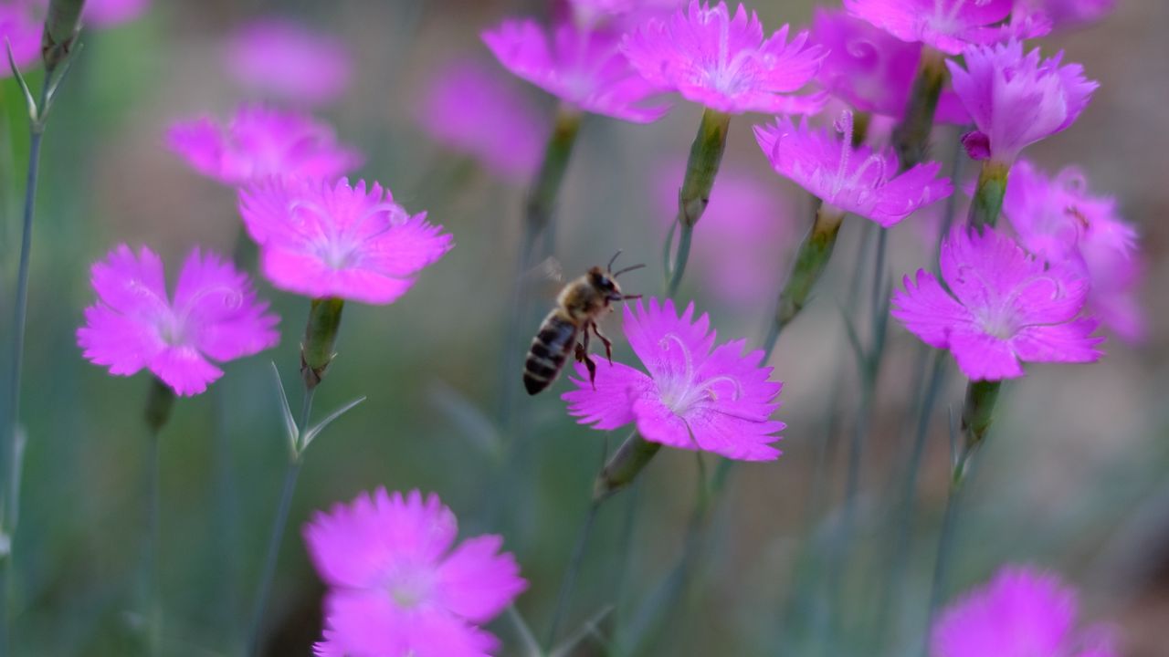 Обои пчела, насекомое, цветы, лепестки, макро