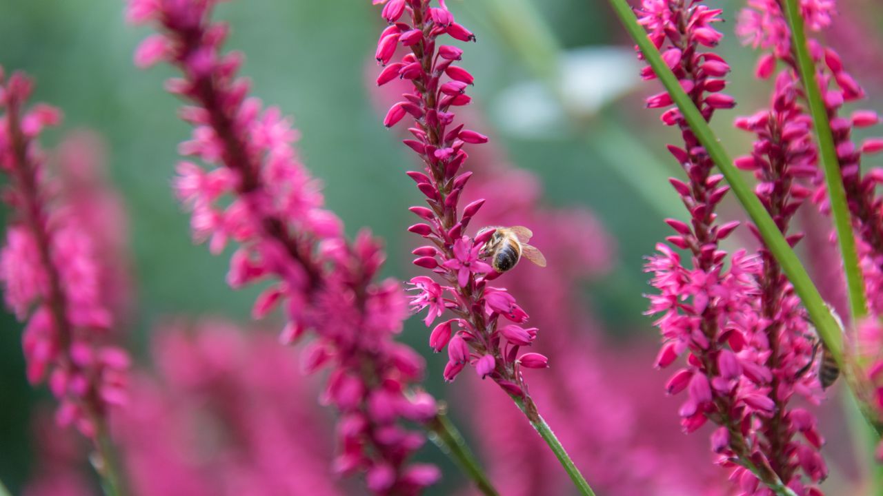 Обои пчела, насекомое, цветы, растения, макро, розовый