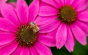Превью обои пчела, насекомое, цветы, лепестки, розовый, макро