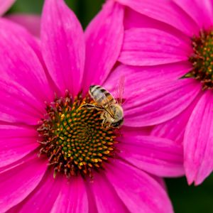 Превью обои пчела, насекомое, цветы, лепестки, розовый, макро