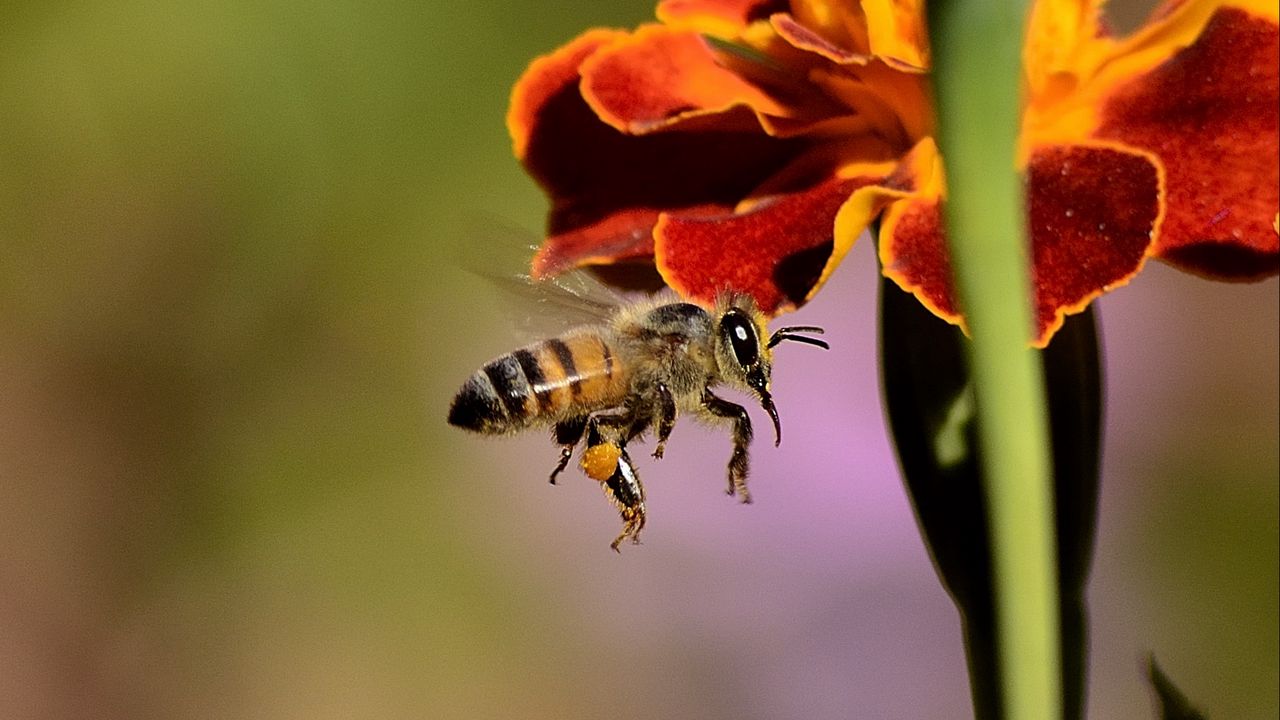 Обои пчела, опыление, медоносная пчела, крылья