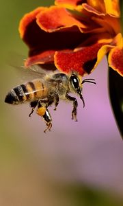 Превью обои пчела, опыление, медоносная пчела, крылья