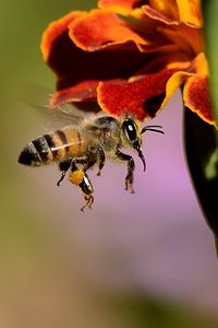 Превью обои пчела, опыление, медоносная пчела, крылья
