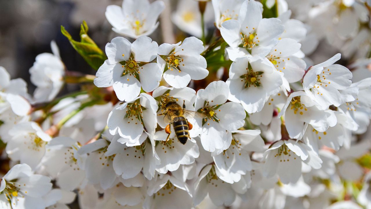 Обои пчела, опыление, цветение, весна