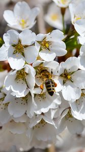 Превью обои пчела, опыление, цветение, весна