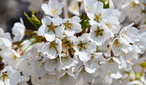 Превью обои пчела, опыление, цветение, весна