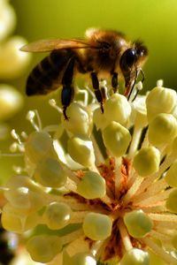 Превью обои пчела, опыление, цветок