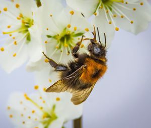 Превью обои пчела, опыление, цветок
