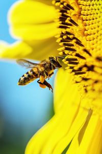 Превью обои пчела, подсолнух, макро, цветок, пыльца