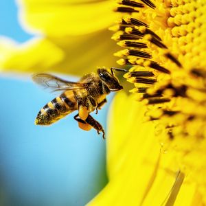 Превью обои пчела, подсолнух, макро, цветок, пыльца