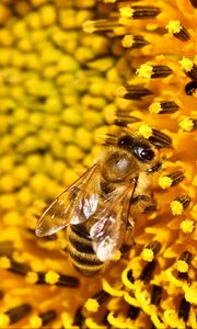 Превью обои пчела, подсолнух, пыльца, цветок, макро
