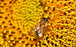 Превью обои пчела, подсолнух, пыльца, цветок, макро