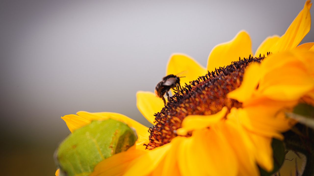 Обои пчела, подсолнух, цветок, пыльца, макро