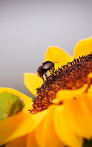 Превью обои пчела, подсолнух, цветок, пыльца, макро