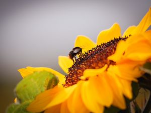 Превью обои пчела, подсолнух, цветок, пыльца, макро