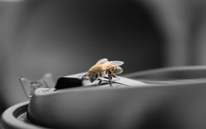 Превью обои пчела, поверхность, макро, полет