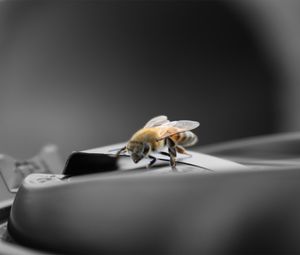 Превью обои пчела, поверхность, макро, полет