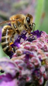 Превью обои пчела, поверхность, цветок, опыление
