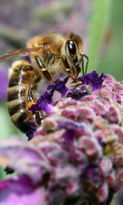 Превью обои пчела, поверхность, цветок, опыление