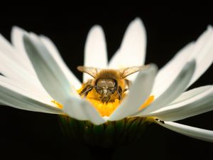 Превью обои пчела, пыльца, лепестки, макро