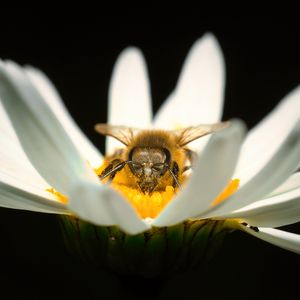 Превью обои пчела, пыльца, лепестки, макро