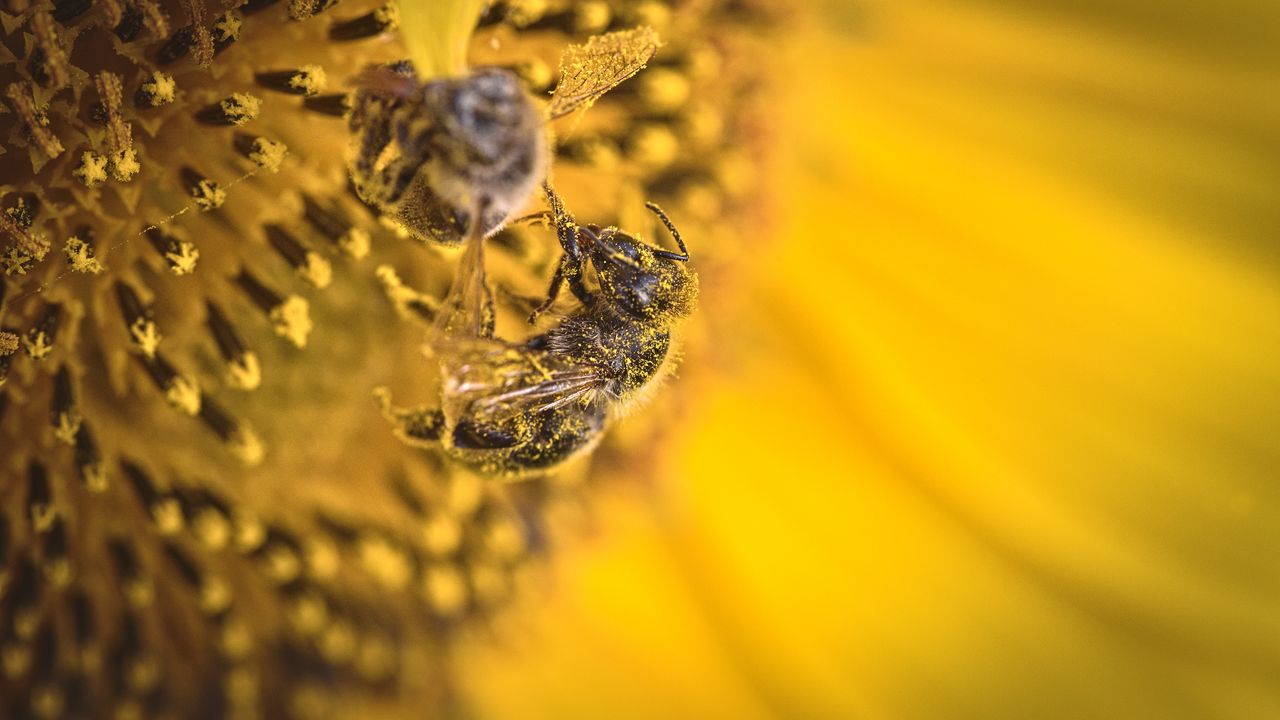 Обои пчела, пыльца, подсолнух, цветок, макро, желтый