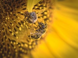 Превью обои пчела, пыльца, подсолнух, цветок, макро, желтый
