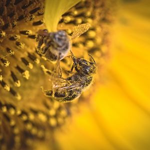 Превью обои пчела, пыльца, подсолнух, цветок, макро, желтый