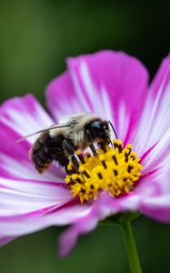 Превью обои пчела, пыльца, цветок, макро, размытие