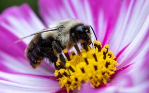 Превью обои пчела, пыльца, цветок, макро, размытие