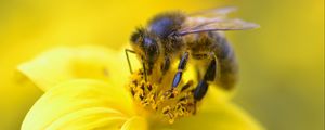 Превью обои пчела, пыльца, цветок, желтый, макро