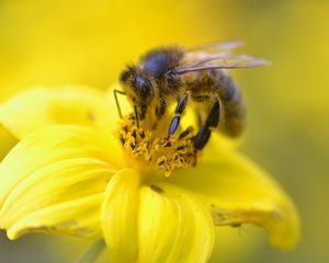 Превью обои пчела, пыльца, цветок, желтый, макро