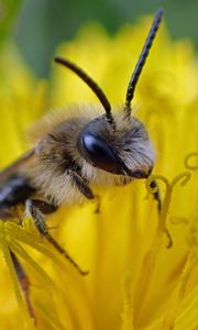 Превью обои пчела, пыльца, цветок, макро