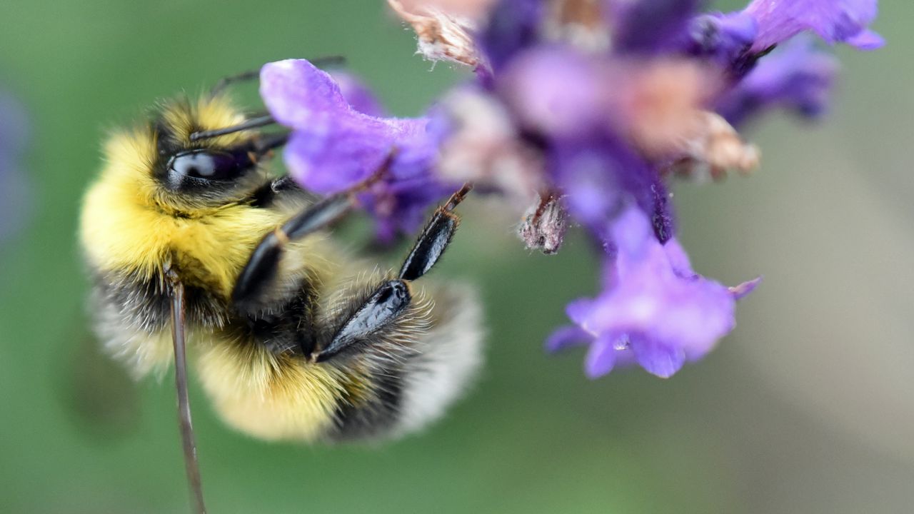 Обои пчела, шмель, цветок, лепестки, макро