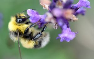 Превью обои пчела, шмель, цветок, лепестки, макро