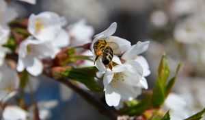 Превью обои пчела, цветение, опыление, вишня