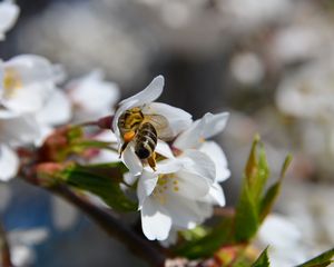 Превью обои пчела, цветение, опыление, вишня