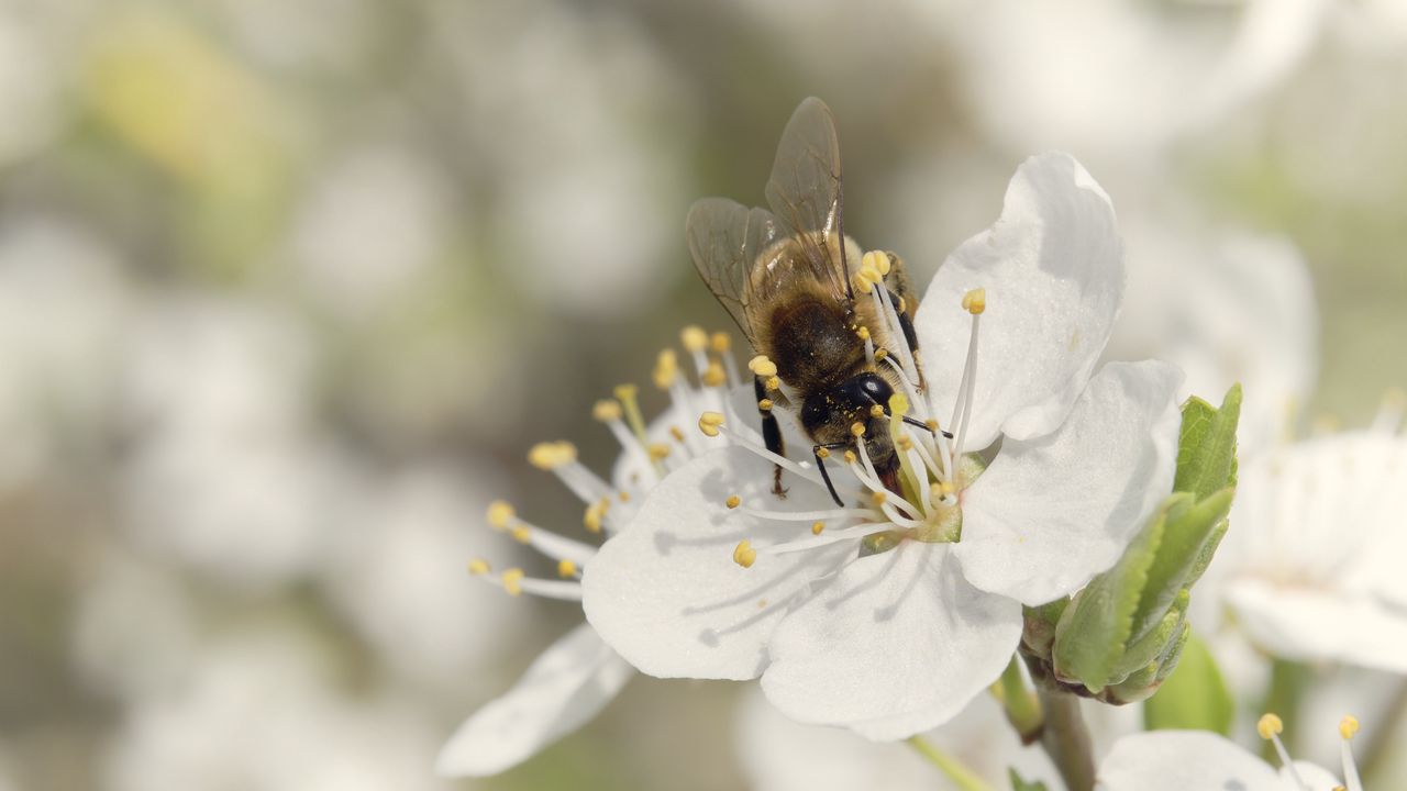 Обои пчела, цветок, белый, макро, весна