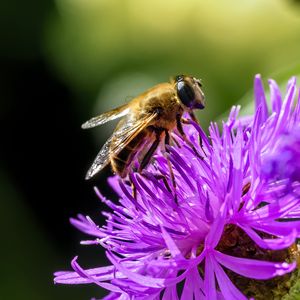 Превью обои пчела, цветок, блюр, макро, лепестки