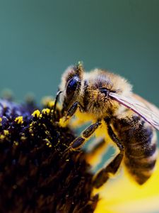 Превью обои пчела, цветок, крылья, пыльца, опыление