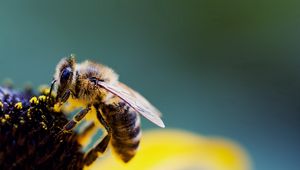 Превью обои пчела, цветок, крылья, пыльца, опыление