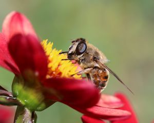 Превью обои пчела, цветок, лепестки, макро