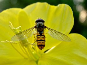 Превью обои пчела, цветок, лепестки, пыльца, опыление, нектар