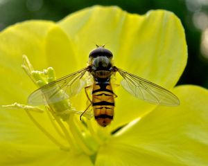 Превью обои пчела, цветок, лепестки, пыльца, опыление, нектар
