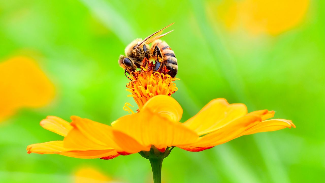 Обои пчела, цветок, лепестки, макро, желтый