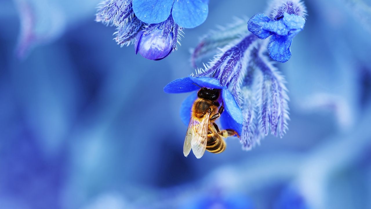 Обои пчела, цветок, макро, голубой
