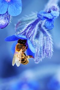 Превью обои пчела, цветок, макро, голубой