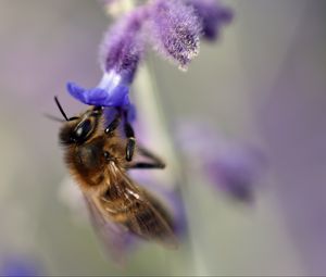 Превью обои пчела, цветок, макро, размытие