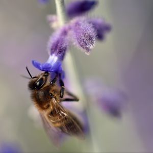 Превью обои пчела, цветок, макро, размытие