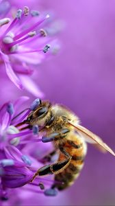 Превью обои пчела, цветок, макро, фиолетовый